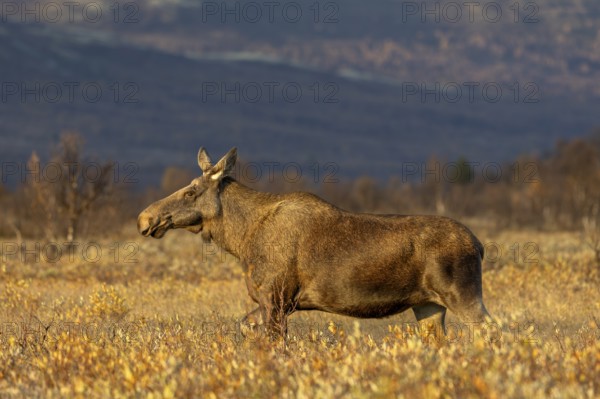 An elk cow (Alces alces) wanders through a swamp area in the light of the evening sun, Norway