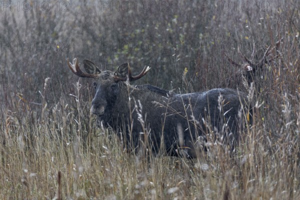 Two bulls of elk (Alces alces) wait in stoic calm for the end of a rain shower, Denmark