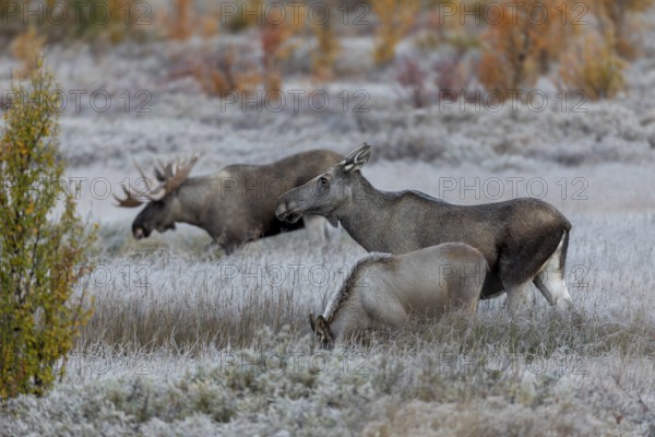 While elk cow (Alces alces) and bull elk communicate with each other, the calf takes no notice of what happened, rutting, Norway