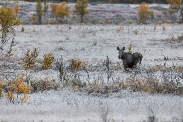 Elk cow (Alces alces) in a swamp area, hoarfrost, Norway