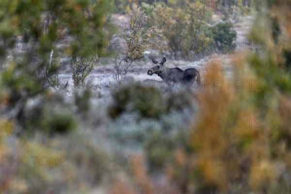 Elk cow (Alces alces) and calf in a swamp area, hoarfrost, Norway