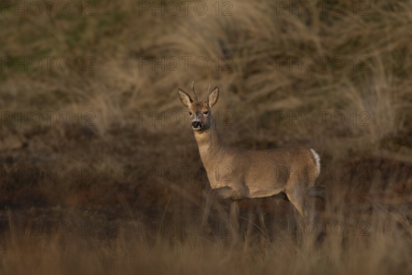 In the last light of the evening sun, the roebuck (Capreolus capreolus) becomes aware of another deer, dune landscape, eyes, Denmark