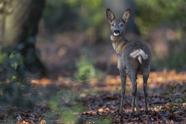 A trick (Capreolus capreolus) in Winterfell, deer, curiosity, Germany