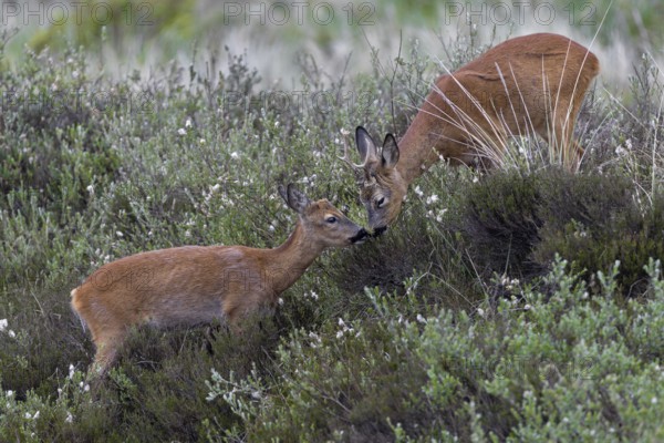 Suddenly a buttonbuck appears and immediately looks for proximity to the roebuck (Capreolus capreolus), after the first contact he invites him to a playful fight, social behavior, Denmark