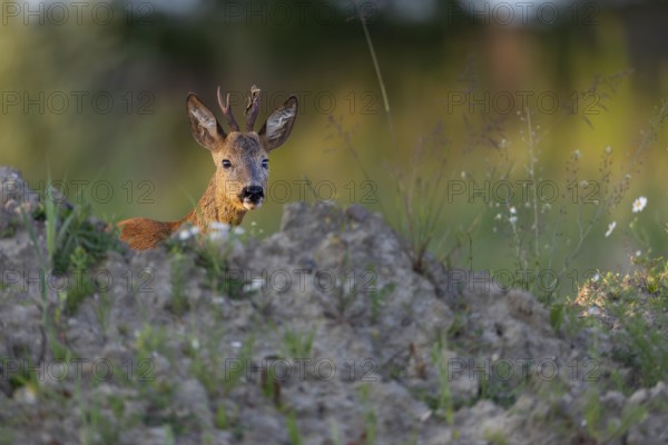 Roebuck (Capreolus capreolus) in the light of the evening sun, Germany