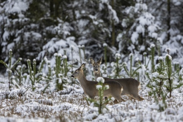 A trick (Capreolus capreolus) with fawn moves across a forest clearing in winter after being startled by wild boars (Sus scrofa), winter landscape, deer, fawn, Denmark