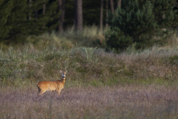 In the light of the morning sun, a roebuck (Capreolus capreolus) stands in a meadow, eyes, looks, Denmark