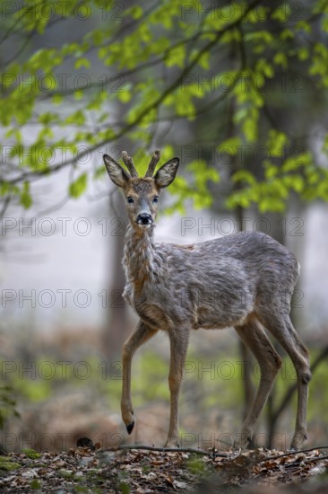 A young roebuck (Capreolus capreolus) with raffia horns in the spring forest, eyes, looks, Germany