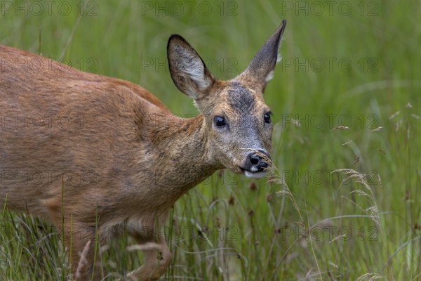 A trick (Capreolus capreolus) sniffs with interest at a blade of grass, deer, curiosity, portrait, Denmark