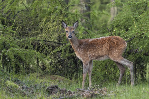A young roebuck (Capreolus capreolus) in early summer larch forest, buttonbuck, fur change, spring forest, Denmark