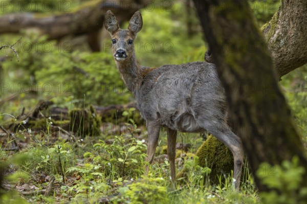 A pregnant duck (Capreolus capreolus) searches in an oak forest in late spring for food, deer, birth, seeding time, Denmark