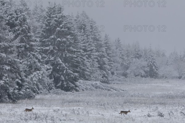 Two deer (Capreolus capreolus) move across a forest meadow in winter during snowfall, winter landscape, Ricke, fawn, Denmark