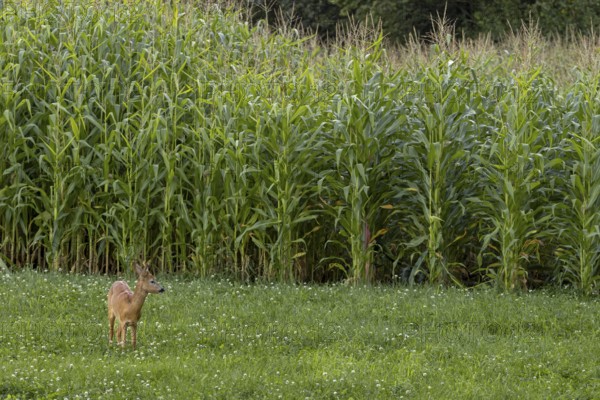 A roebuck (Capreolus capreolus) yearling branches in front of a corn field, Germany