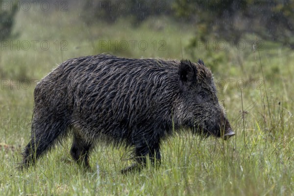 In torrential rain, a wild boar defector boar (Sus scrofa) searches for food on a forest path, rain shower, boar, Denmark