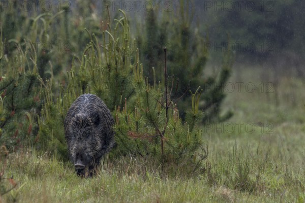 In torrential rain, a wild boar defector boar (Sus scrofa) searches for food on a forest path, rain shower, wild boar, Denmark