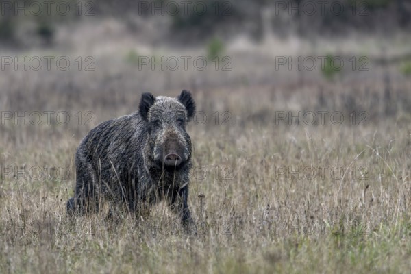 Wild boar boar (Sus scrofa) moves across a forest meadow, alert, eyeing, eye contact, Denmark