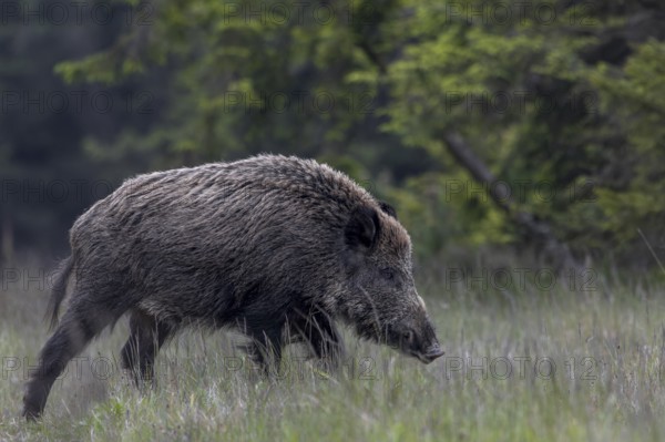 Wild boar stream (Sus scrofa) crosses a forest meadow, Denmark
