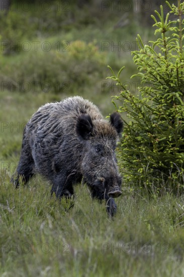 The wild boar boar (Sus scrofa) wanders purposefully across a large heather area, Denmark
