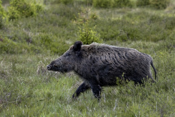 With its head held high, the boar boar (Sus scrofa) passes by me, Denmark