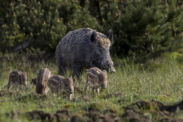 Wild boar stream (Sus scrofa) crosses a wild meadow with its piglets, boy rearing, Denmark