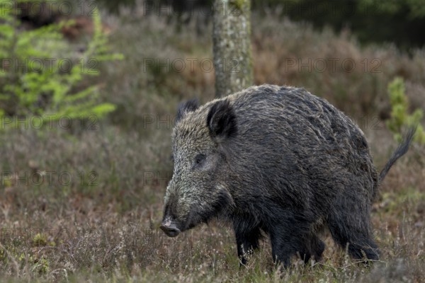 Wild boars (Sus scrofa) must also ease themselves, taking a curved posture, stream, loosen, Denmark