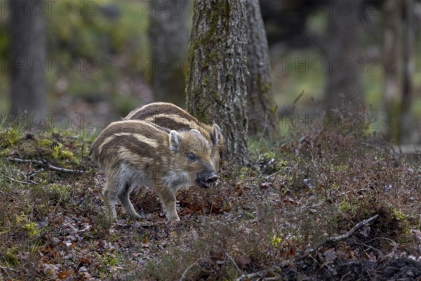 Wild boar cubs (Sus scrofa) looking for food, rearing boys, Denmark