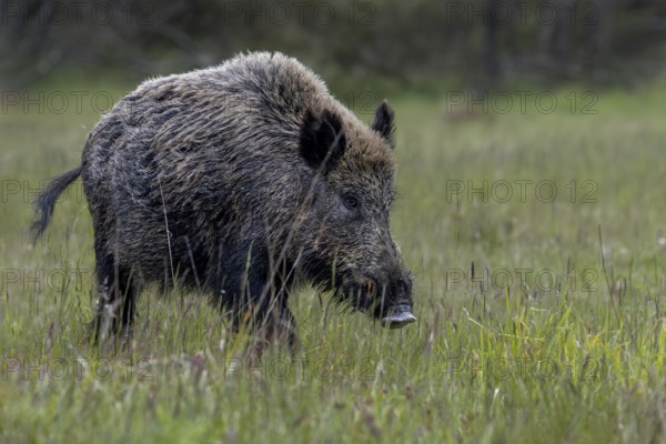 The wild boar boar (Sus scrofa) passes by me just a few meters away, Denmark