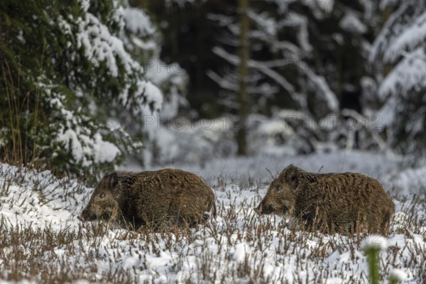Two wild boar newbies (Sus scrofa) follow the stream, the low winter sun makes the coat appear reddish, newbie, winter landscape, Denmark