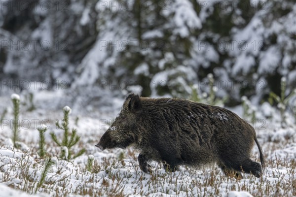 Wild boar stream (Sus scrofa) crosses a snow-covered, heather covered clearing in the forest, stream, winter landscape, Denmark