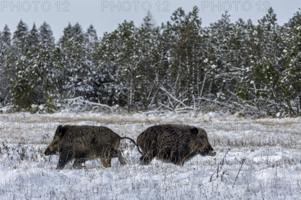 Wild boar boar (Sus scrofa) during mating season, looking for streams in a winter landscape, fighting, conflict, encounter, intoxication, winter landscape, Denmark