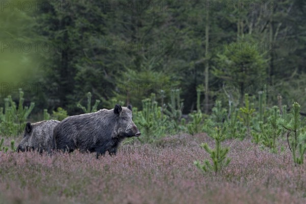 Two wild boar streams (Sus scrofa) stand carefully between withered broom heath, alert, eyes, Denmark