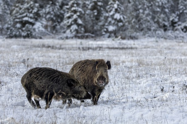 Wild boar boar (Sus scrofa) during mating season, meets a stream in a wintry landscape, fight, encounter, intoxication, winter landscape, Denmark