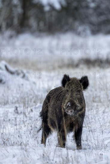 Wild boar boar (Sus scrofa) during mating season, looking for streams in winter landscape, intoxication season, winter landscape, Denmark
