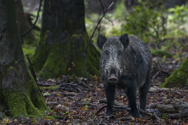 Wild boar boar (Sus scrofa) looking for beechnuts, alert, eyes, eye contact, Denmark