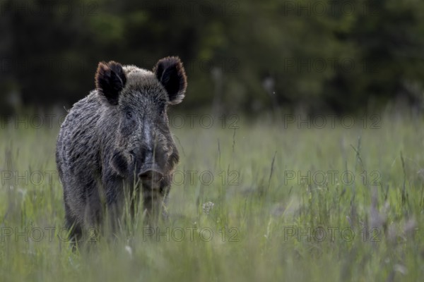 Wild boar boar (Sus scrofa) in a forest meadow, alert, eyeing, eye contact, Denmark