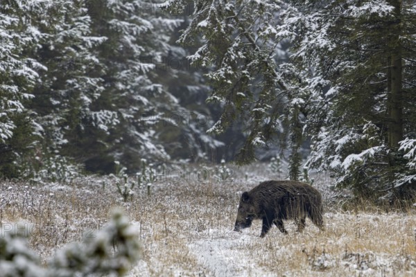 Wild boar boar (Sus scrofa) during mating season, looking for streams in winter landscape, intoxication season, winter landscape, Denmark