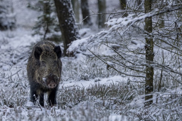Wild boar boar (Sus scrofa) during mating season, looking for streams in winter landscape, intoxication season, winter forest, winter landscape, Denmark