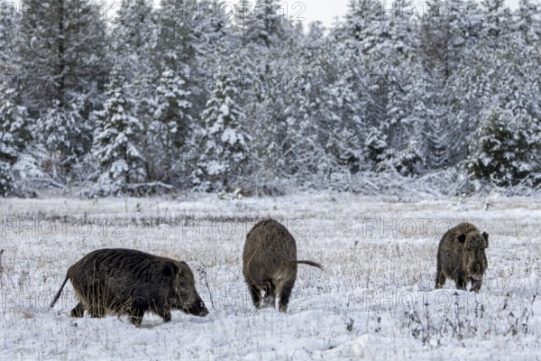 Wild boar boar (Sus scrofa) during mating season, meeting a stream in a winter landscape, fighting, confrontation, intoxication, winter landscape, Denmark