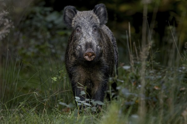Wild boar boar (Sus scrofa) looking for beechnuts and acorns, alert, eyes, eye contact, Denmark