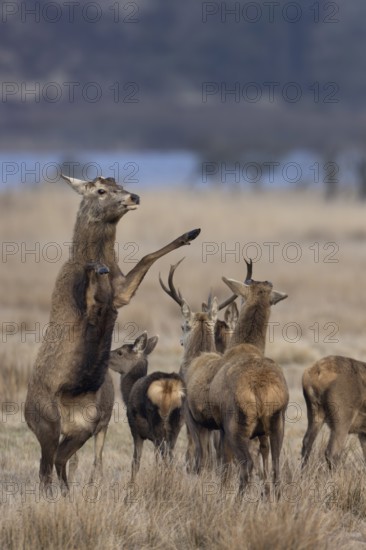 The right standing red deer (Cervus elaphus) avoids conflict with the contentious neighbour, ranking, fight, dispute, dispute, Denmark