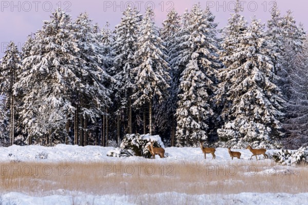 A fairytale winter landscape with rotted animals (Cervus elaphus) and calves, winter, snow, Denmark