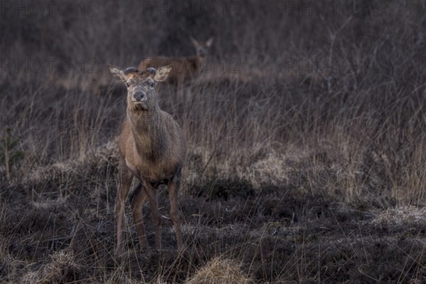 A few weeks ago, this red deer (Cervus elaphus) shed its antlers, the two semicircular dents on the head indicate the growth of the new antlers, shedding time, antlers, Denmark