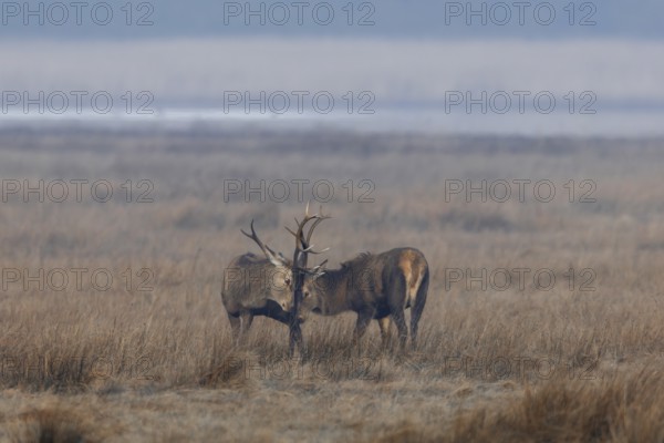 Two red deer (Cervus elaphus) playfully fight in the morning fog in a meadow, repeatedly interrupted by friendly gestures, ranking, fighting, quarrel, dispute, Denmark