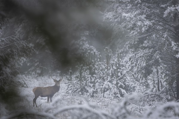 In fresh snow, the Rothisch (Cervus elaphus) stands securely in a forest clearing, winter, snow, Denmark