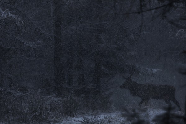 Like a shadow, the red deer (Cervus elaphus) moves silently across a forest path in the snow, twilight, snowfall, ghost, Denmark