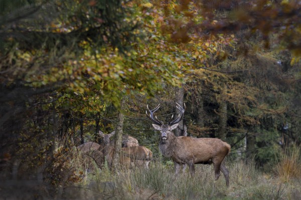 The red deer (Cervus elaphus) stands pleadingly behind the pack, perhaps a female has become ready to mate a few weeks later than usual, pleading, smell, rutting season, deer rutting, Denmark