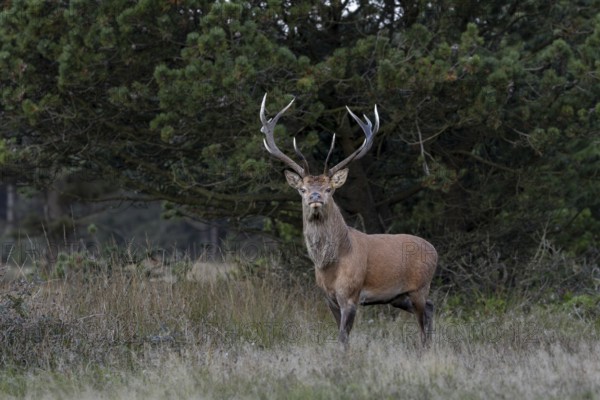 An exciting encounter for the red deer (Cervus elaphus) and me, the look of my counterpart is hard to beat in terms of tension, rutting, Hsirsch rutting, Denmark