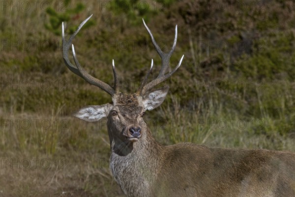 This red deer (Cervus elaphus) must have had a mishap as a calf, or perhaps during a playful fight, in any case he can no longer raise his right ear, floppy ear, portrait, Denmark