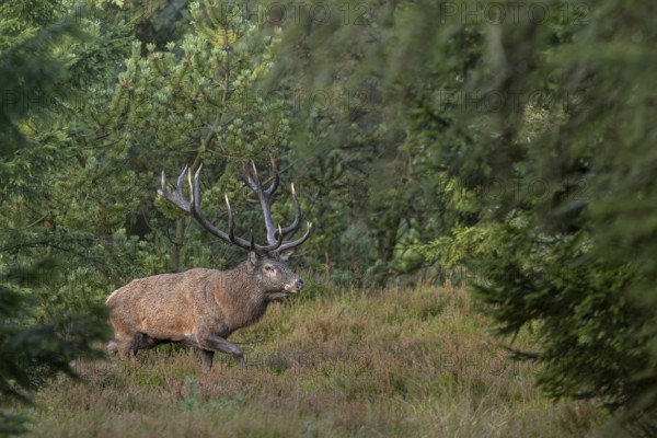 A red deer (Cervus elaphus) with impressive antlers crosses a path in spruce forest, rutting, rutting season, deer rutting, Denmark
