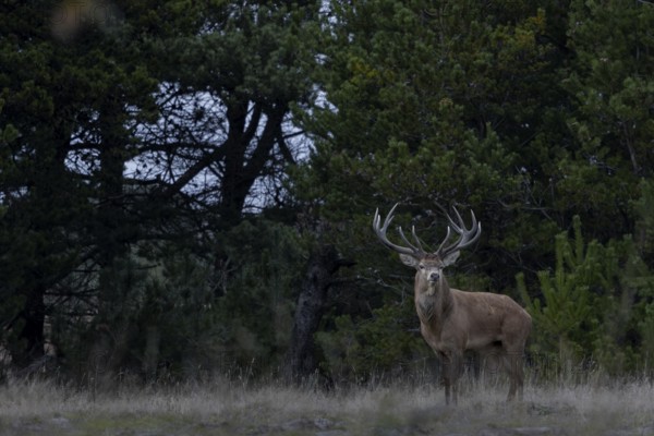 In the late evening, the red deer (Cervus elaphus) become very active in the rutting and start looking for deer cows, rutting, rutting, deer rutting, Denmark